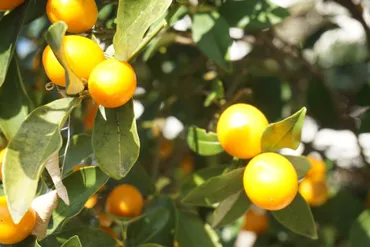 金柑を庭に植えてはいけない理由は？寿命や花言葉・運気が上がる風水効果！鉢植えや庭植えの育て方についてもご紹介 