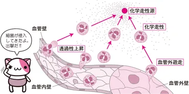 侵入してきた敵をたたく白血球