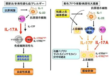 5. 免疫系におけるサイトカインの役割│研究成果 －アレルギー疾患・自己免疫疾患などの発症機構と治療技術