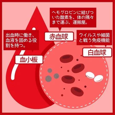 白血球（はっけっきゅう）の単語を解説