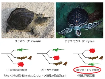 カメの進化、驚きの事実！ゲノム解読が明らかにする驚愕の真実！？カメの進化史、実はワニや鳥に近いとは！？