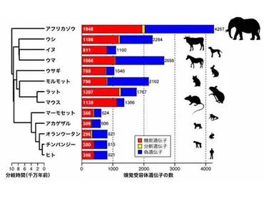 鼻が長いゾウは嗅覚受容体も特に多い 