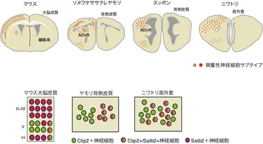 羊膜類の脳進化機構の解明——遺伝子発現機構の可塑性と細胞型の相同性