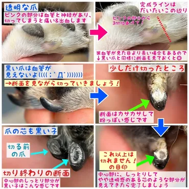 動画で解説│犬や猫の自宅でできる爪切りのコツ 