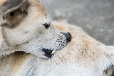 犬にウジ虫が寄生する恐ろしいハエウジ症 