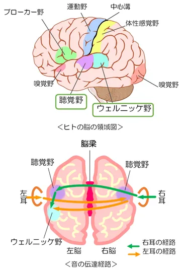 あなたは右利き? 左利き? その3 ～利き耳、ではなく聴き耳!?編～ 