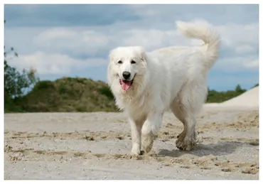 グレート・ピレニーズってどんな犬？性格や飼育のポイントを解説！フランスからの贈り物！