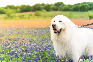 超大型犬のグレート・ピレニーズの性格や寿命は？飼い方やしつけのコツを解説 