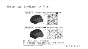 頭が良い人ほど脳がスカスカ!? 鍵を握るのはアストロサイト 