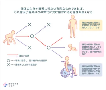 遺伝子の変異は進化にどのように関わりますか？ 