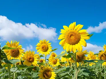 意外と知らない⁉ 成長期のひまわり、成熟期のひまわりそれぞれの、太陽との不思議な関係！(季節・暮らしの話題 2015年07月28日) 