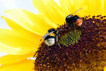 フリー写真画像: 蜂、自然、ひまわり、受粉、花粉、ミツバチ、昆虫