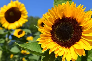 ヒマワリの花は、実は太陽を追いかけない。 