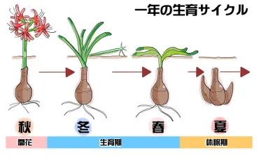 ヒガンバナ：その特徴と毒性、そして歴史!?曼珠沙華(マンジュシャゲ)って呼ばれることも!!?