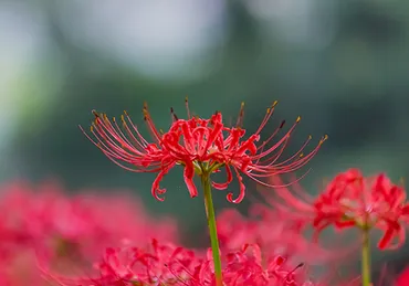 彼岸花（ヒガンバナ、曼珠沙華）の名所 