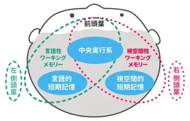 学びに一番大切なワーキングメモリ 