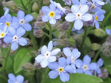 勿忘草ってどんな花？花言葉や特徴を徹底解説！切ない伝説から生まれた花言葉とは！？