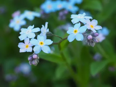 忘れな草でなく、エゾムラサキでした 