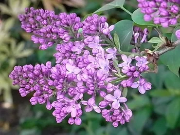 リラ冷え」の季節に咲くライラックの花 : チルターンの風に吹かれてーイギリスの小さな村の小さな庭からー