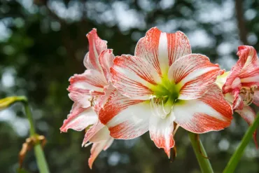 アマリリス：その魅力と育て方、あなたは知ってる？華麗なる花の姿とは！？