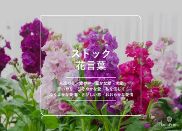 ストックの花言葉