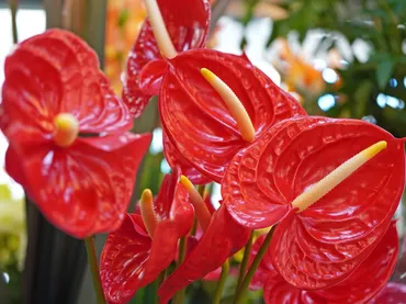 花束に使っても映えるアンスリウム。豊富な種類と可愛らしいハート型が魅力的な夏の花 