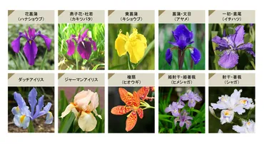 アヤメ：虹色の花、その見分け方は？アヤメ属の花、見分け方とは！？