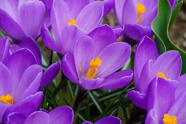 クロッカスの花言葉！魅力や育て方も合わせて解説！ 