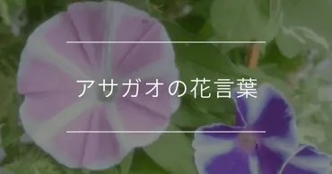 アサガオの花言葉