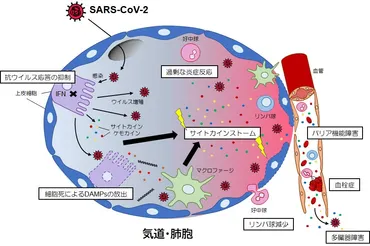 循環器科医のためのCOVID19超解説：第4回 新型コロナウイルスの感染とサイトカイン応答