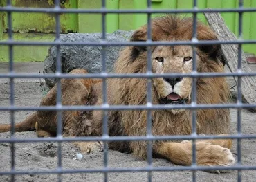 訃報・・・釧路市動物園 ライオン キング