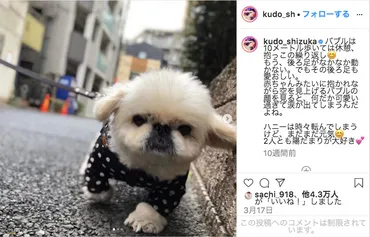 木村拓哉家の愛犬たち！愛犬たちとの絆とは!!?