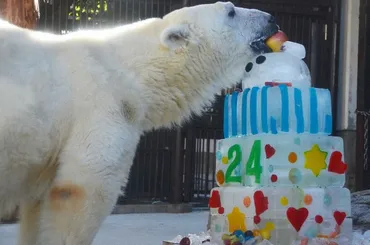 ホッキョクグマのピース24歳に お祝いに400人 とべ動物園 