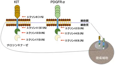 GISTってナニ？消化管間質腫瘍のすべてとは！？