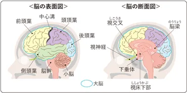 脳腫瘍ってナニ？種類と治療法を徹底解説！とは！？