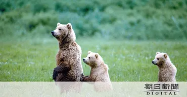 星野道夫がクマの写真で伝えたかった事 急死から26年、妻の思い ...