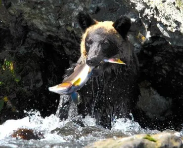 明治以降、草食化が進んだ北海道のヒグマ！ 