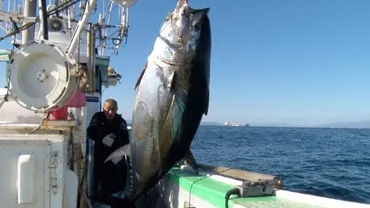 青森県の大間産マグロは、一体どんな味がするのか？大間マグロの魅力とは！？