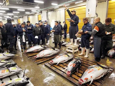 マグロの競りで真の品質を見極める 