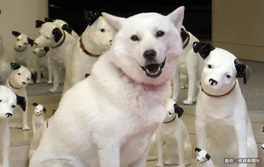 北海道犬のカイくん、１６歳で天国へ… ソフトバンクの『お父さん ...