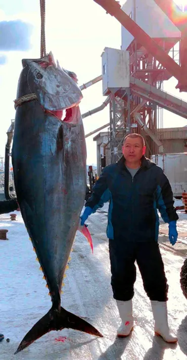 億マグロとパシャリ 「格別さ」苦難越え親子でつかんだ 青森県 ...