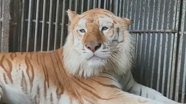 那須サファリパーク トラ襲撃事故 2件！飼育員の安全は守られているのか？2度のトラ襲撃事故とは！？