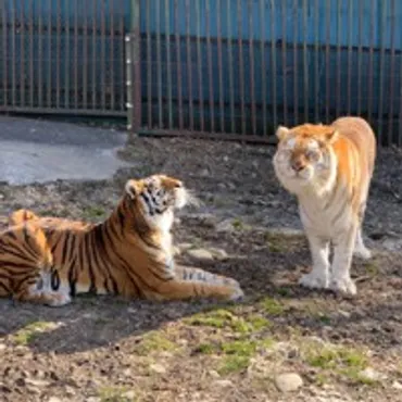 トラに襲われた飼育員 1人は右手失う重傷 那須サファリパーク 写真特集1/4 