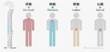 頚髄損傷とは？：頚髄損傷についての基礎知識 