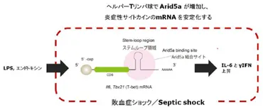 敗血症による多臓器不全や血圧低下を増悪させるメカニズムを解明－阪大 