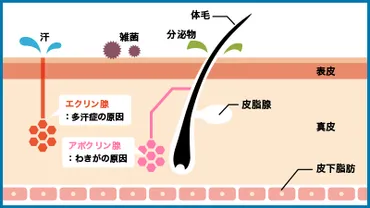 わきがは遺伝する？子供に受け継がれる確率とは 