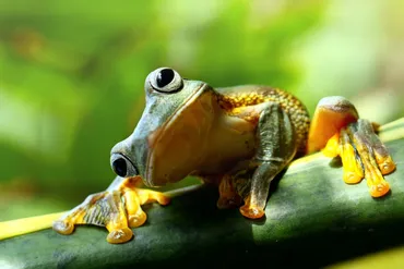 男性ウケ抜群？カエル顔の特徴とカエル顔芸能人・ケロケロメイクをご紹介！