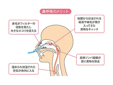 睡眠中の口呼吸は健康への悪影響が？鼻呼吸の練習をして毎日の健やかな眠りを 