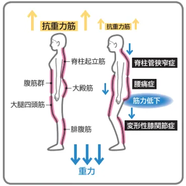 健康運動》姿勢を維持する筋肉とトレーニング 「高重力筋」ほぐして【元気＋らいふ】 