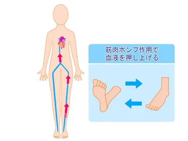 1日たった３分！大根足をスッキリさせる方法【ふくらぎを軽くする魔法の６STEP】 